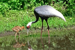 Breeding Populations of White-Naped Cranes on Decline in Eastern Mongolian Stronghold